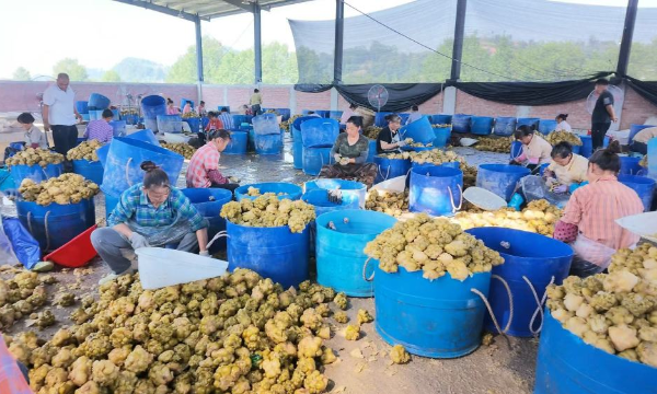 东西部协作资金撬动“一菜一药”，丰都这个村37个岗位让村民在“家门口”挣钱